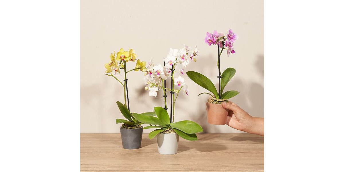 three vases filled with orchids on a table