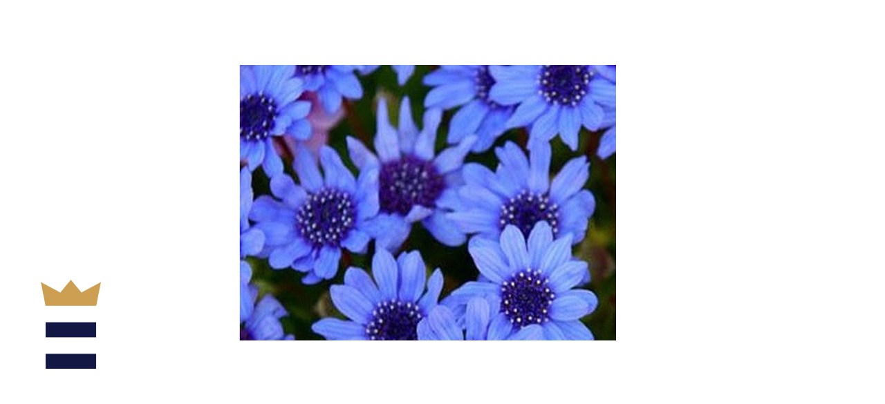 UnderTheSunSeeds Felicia Blues Blue Daisy Seeds.jpg