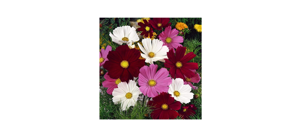 Outsidepride Cosmos Flower Seed Mix