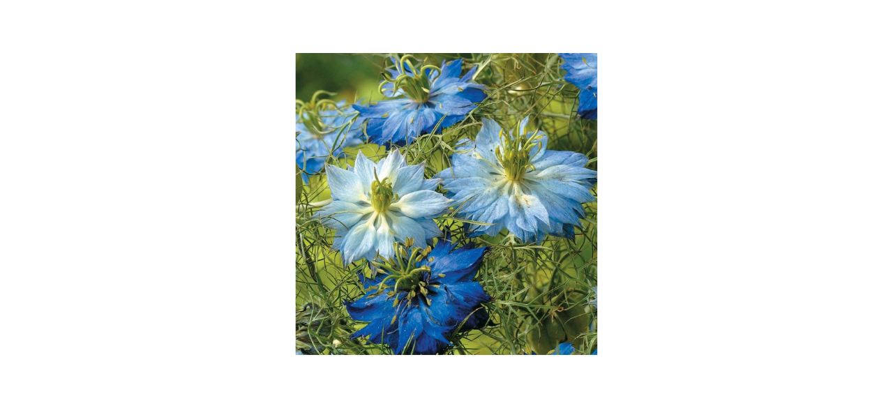 Dirt Goddess Super Seeds Non-GMO Love in a Mist Flower Seeds