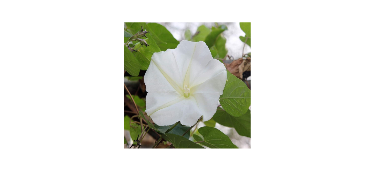 Outsidepride Moonflower Plant Flower Seeds