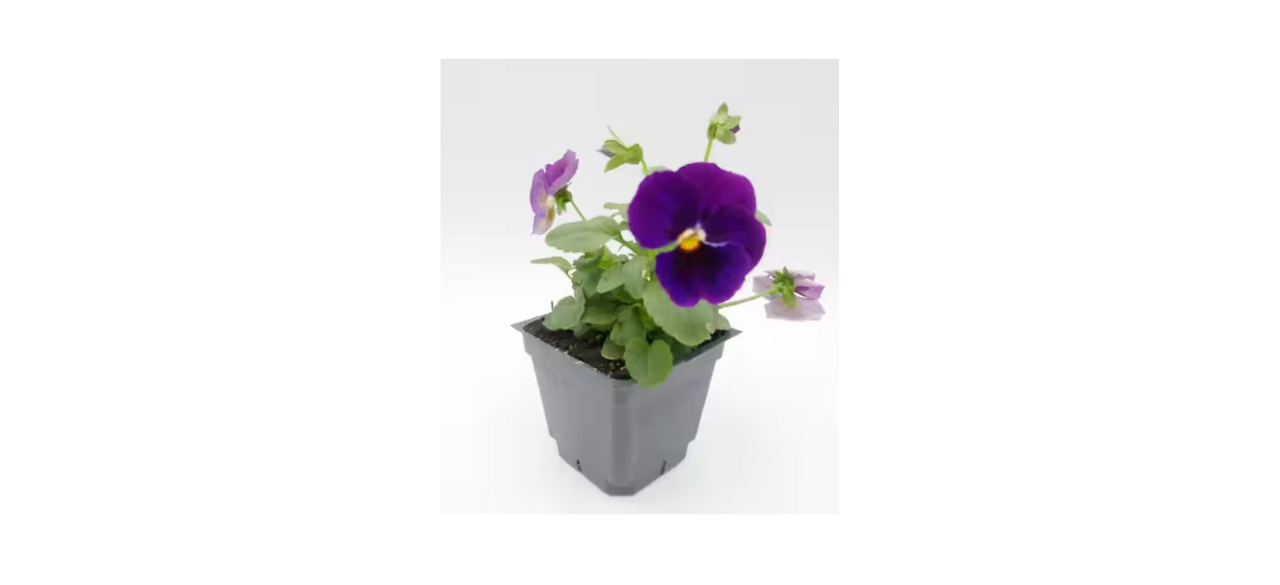 Bell Nursery Purple Pansy (Six-Pack)