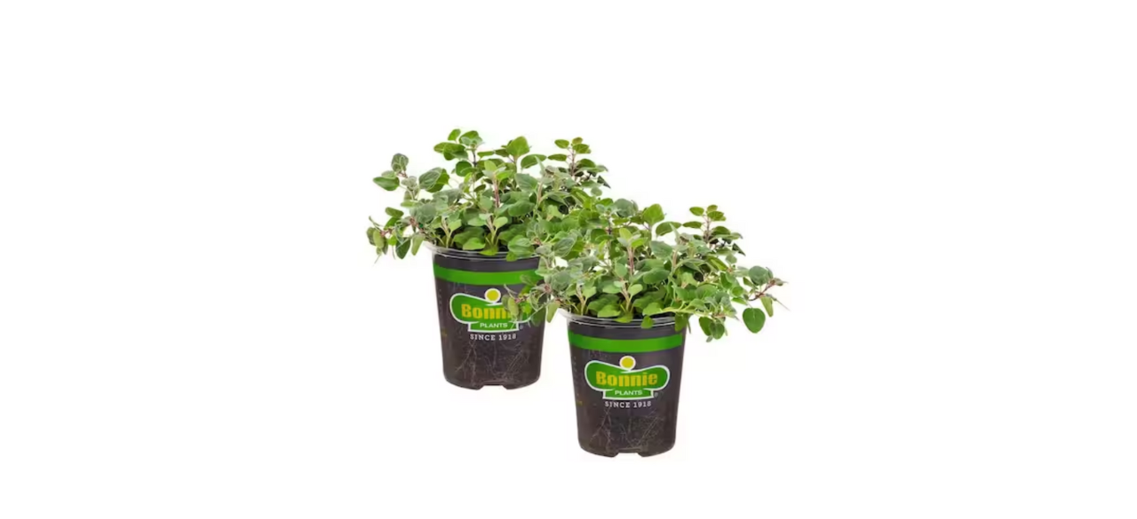 Bonnie Plants Greek Oregano Herb (2-Pack)