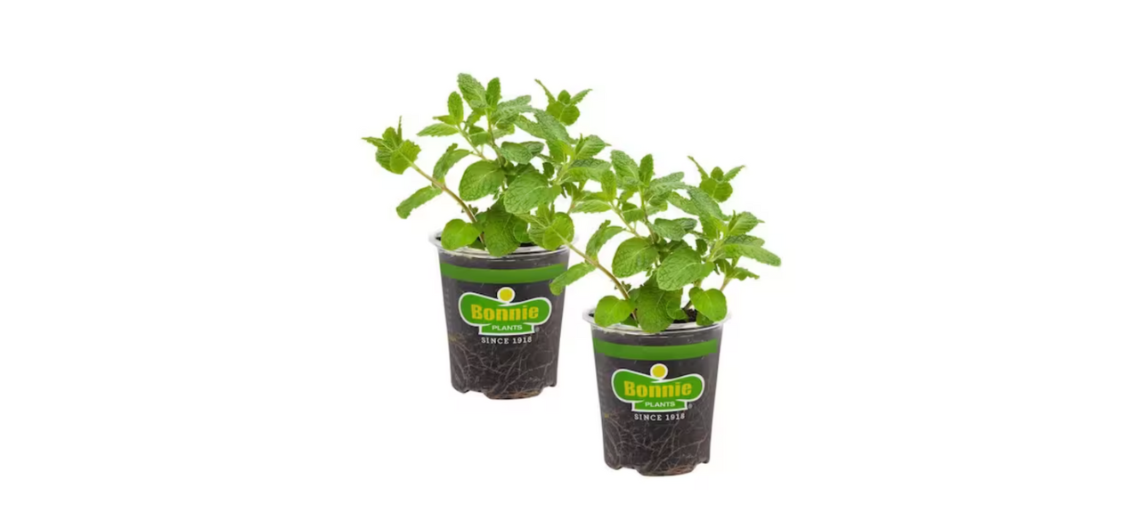 Bonnie Plants Sweet Mint Herb (2-Pack)