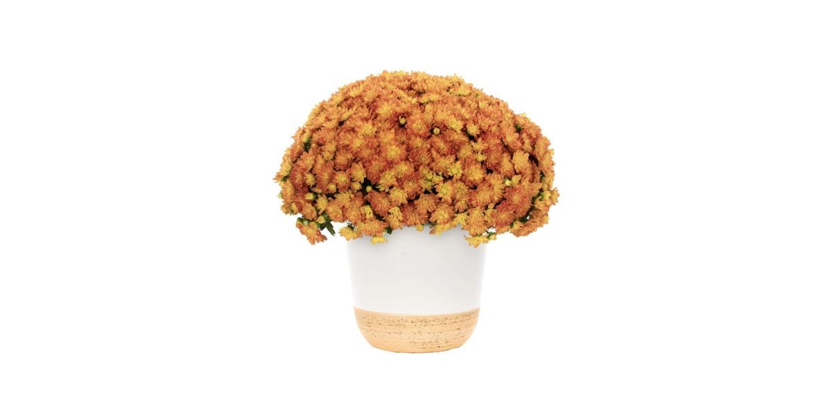 Better Homes & Gardens Scents of the Season Chrysanthemum