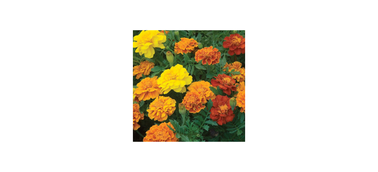 Burpee French Happy Days Mix Marigolds 