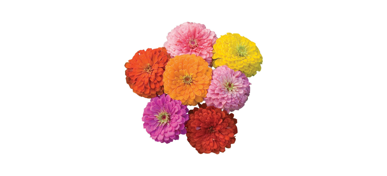 Burpee Giant Flowered Mixed Colors Zinnia Seeds