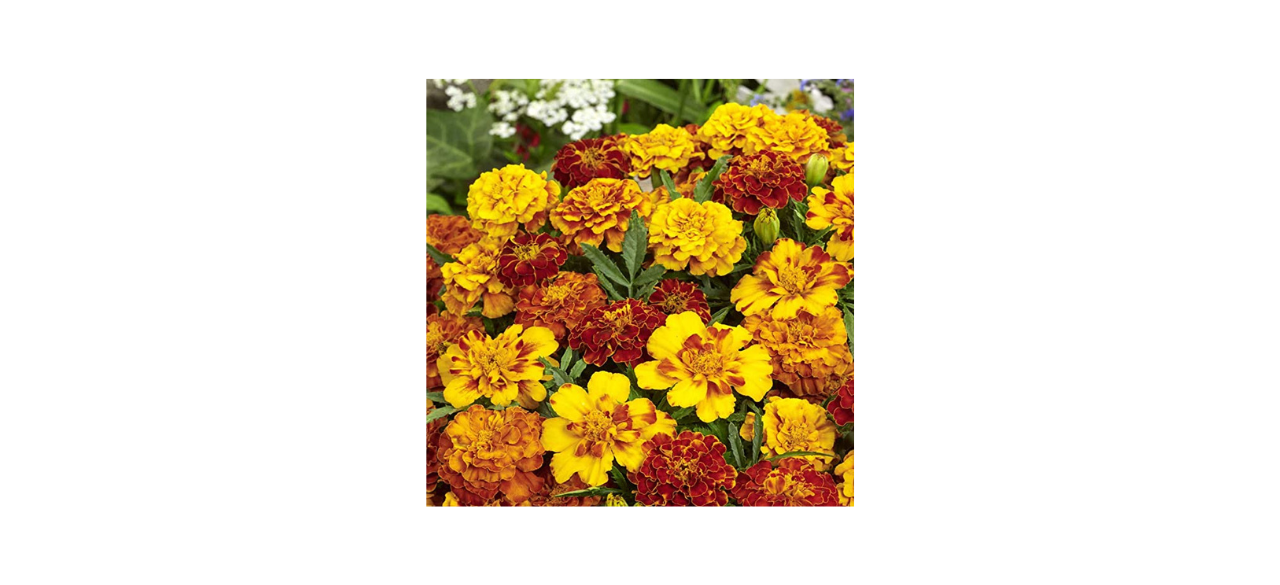 Outsidepride Marigold Flower Seed Mix