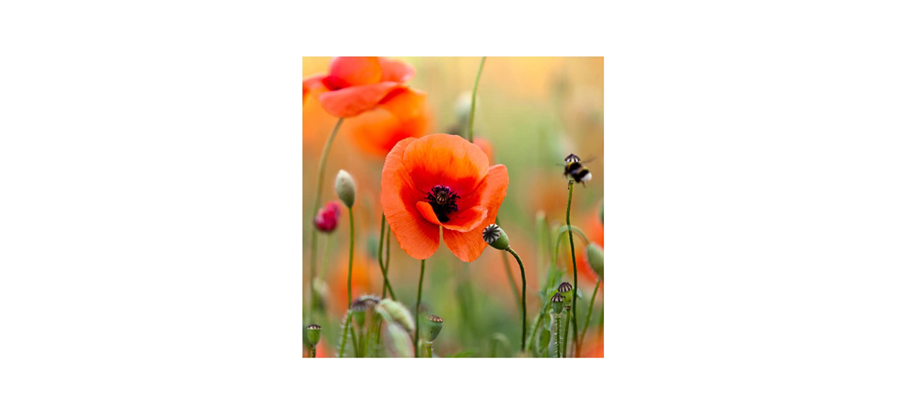  Seed Needs Red Poppy Seeds B019WDYTIO