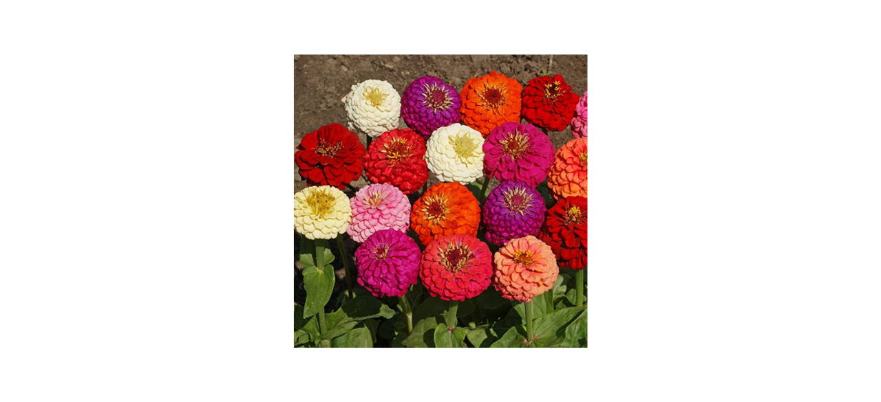 Outsidepride Zinnia Elegans Flower Seed Mix