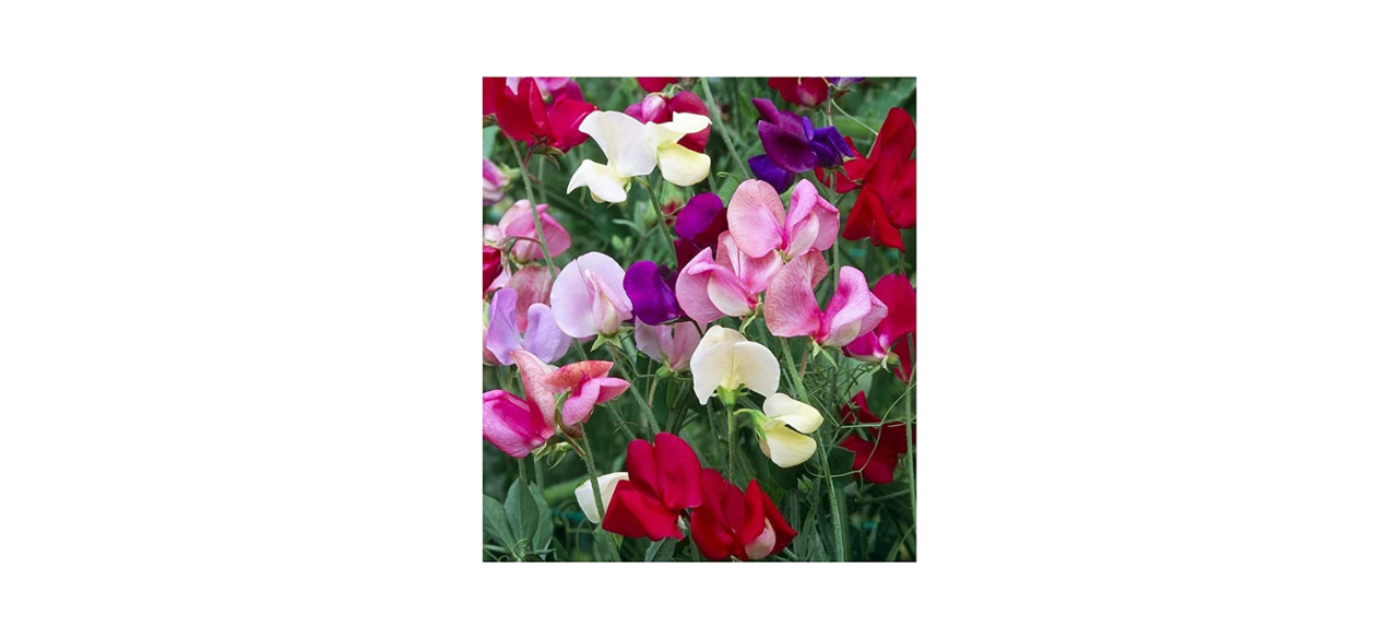 Earthcare Seeds Fragrant Sweet Peas Seeds