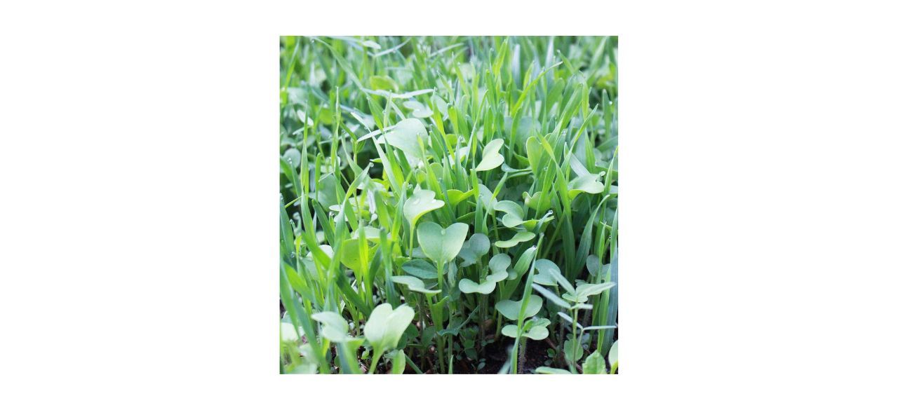 Mountain Valley Seed Company No-Till Garden Cover Crop Mix Seeds