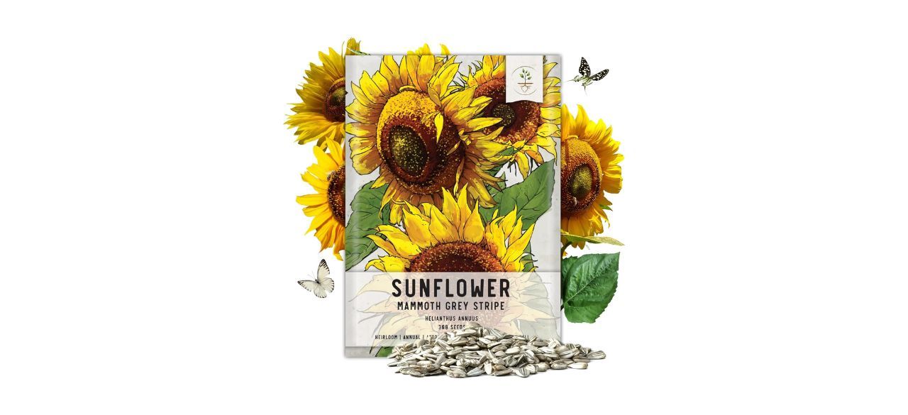 Seed Needs 300+ Mammoth Grey Stripe Sunflower Seeds