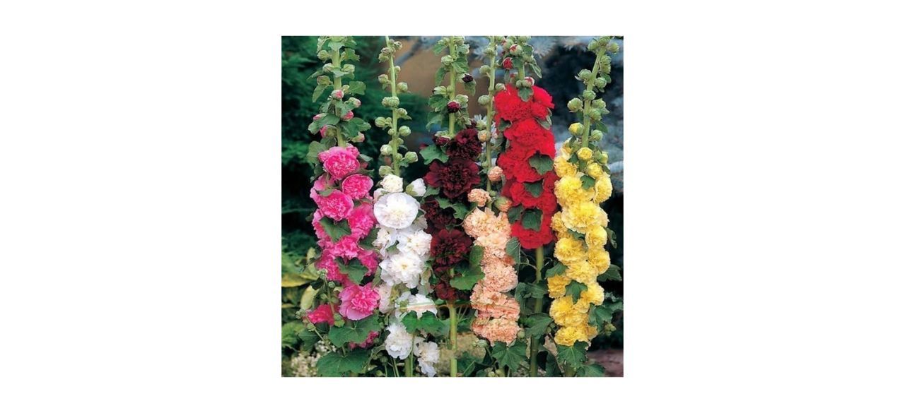 The Lucky Stars 350+ Hollyhock Flower Seeds