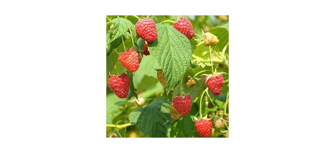 Palm Beach Medicinal Herbs Red Raspberry Seeds