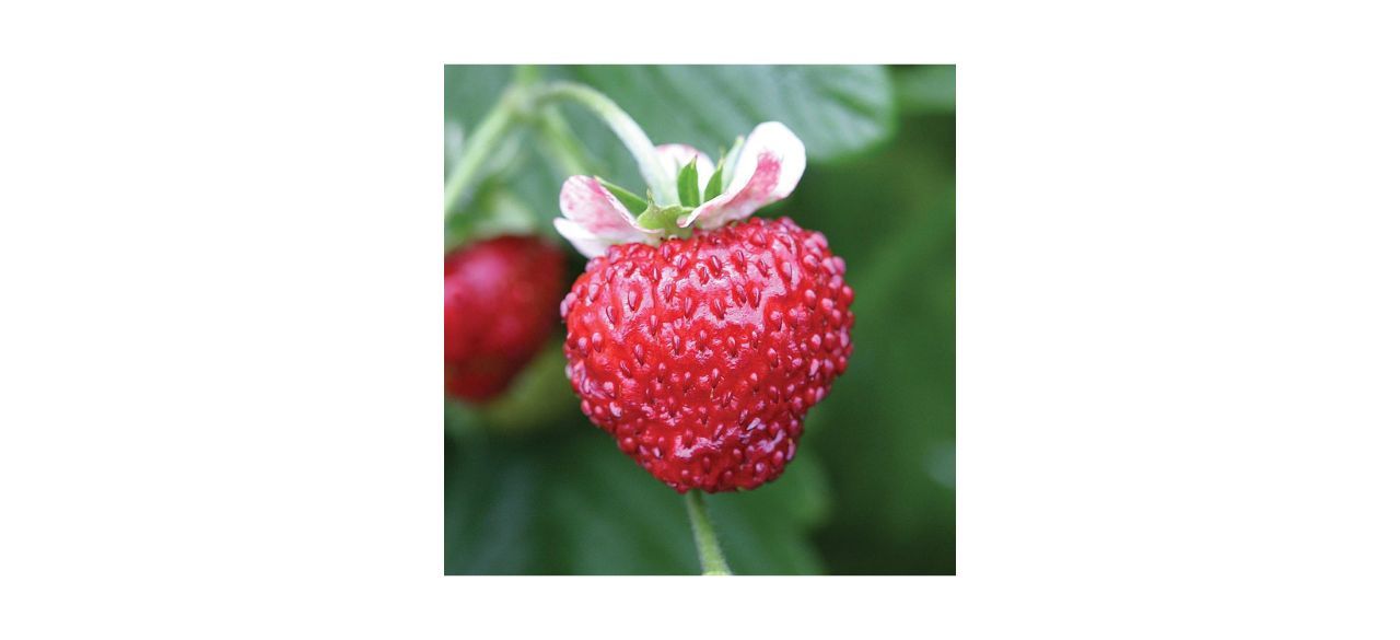 Burpee Mignonette Strawberry Seeds