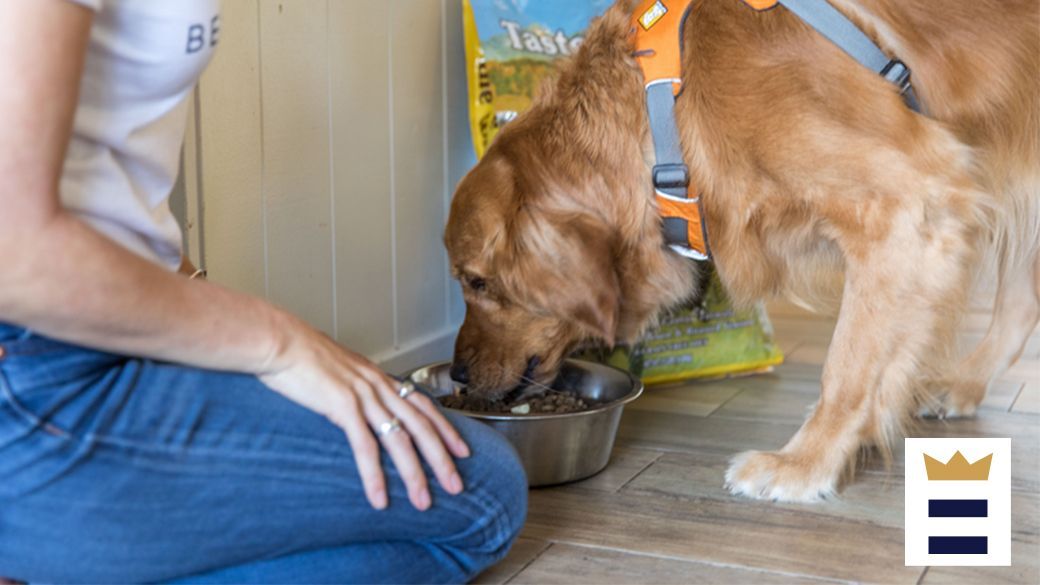 Best liquid dog food