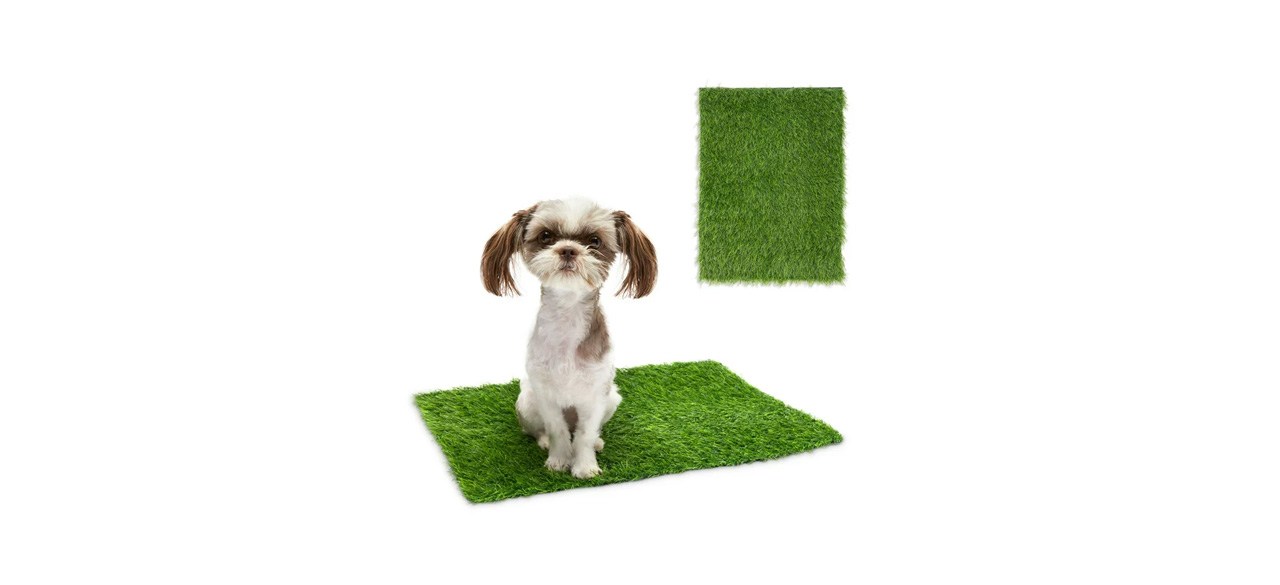 Dog sitting on Zodaca Artificial Turf for Dogs on white background 