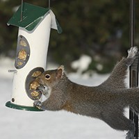 Squirrel taking food from bird feeder