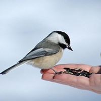 Bird eating sunflower seeds out of person's hand