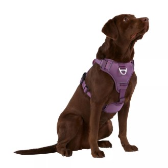 Arcadia Trail Neoprene Dog Harness