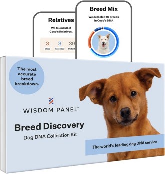 Wisdom Panel Breed Discovery Dog DNA Collection Kit